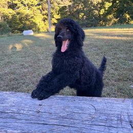 Robert (red collar) - Black Poodle puppy in Aurora, Missouri from High Standard Poodles