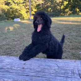 Robert (red collar) - Black Poodle puppy in Aurora, Missouri from High Standard Poodles