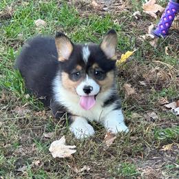Match - Black and tan male Pembroke Welsh Corgi puppy in New Auburn, Wisconsin from Cordell Corgis