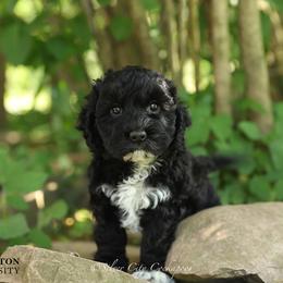 Princeton - Black male Cockapoo puppy in Canastota, New York from Silver City Cockapoos