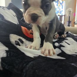Boston Terrier Puppies from Aronow pups