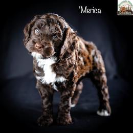 'Merica - Chocolate male Australian Labradoodle puppy in Cashmere, Washington from Mountain Home Doodles