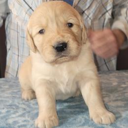 Bella - Dark golden female Golden Retriever puppy in Orland, California from Elliott's Elite Puppies