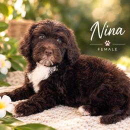 Girl 2 - Red & white female Toy Australian Shepherd puppy in Honolulu, Hawaii from Liana’s Toy Aussies