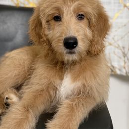 Mufasa - Apricot male Goldendoodle puppy in Minneola, Florida from Unike Puppies