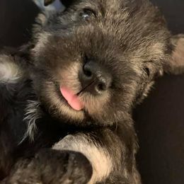 Miniature Schnauzers from Incendio Miniature Schnauzers