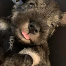 Miniature Schnauzers from Incendio Miniature Schnauzers