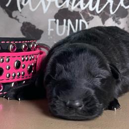 Dark Pink - Black female German Shepherd puppy in Pahrump, Nevada from Wachhund Kennels