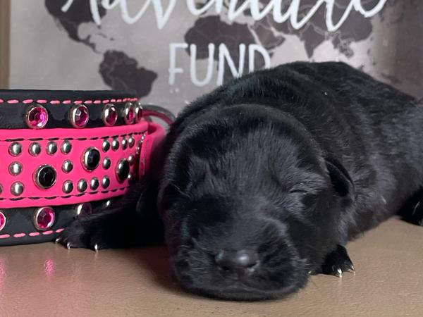 Dark Pink Collar, black German Shepherd puppy