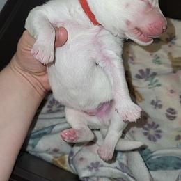 Red - White male Siberian Husky puppy in Swansea, Illinois from Husky B's