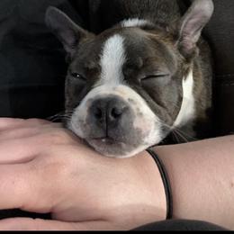 Boston Terrier Puppies from The Terriers Place