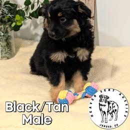Ulysses - Black male Miniature Australian Shepherd puppy in Jaroso, Colorado from Heaven Sent Aussies