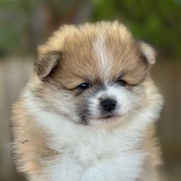 Rover - Wolf sable male Pomeranian puppy in Edmond, Oklahoma from Okie Poms