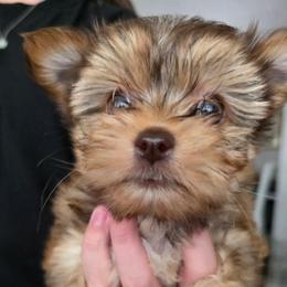 Girl1 - Sable female Yorkshire Terrier puppy in Bucyrus, Ohio from Dyer's Beauties