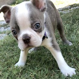 Boston Terriers from Blue Star Farms