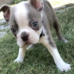 Boston Terriers from Blue Star Farms