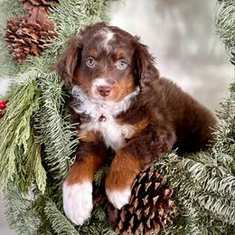 Nerf - male Australian Mountain Doodle puppy in Randolph, Utah from Dry Canyon Pups