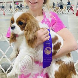 Kalia - Cavalier King Charles Spaniel