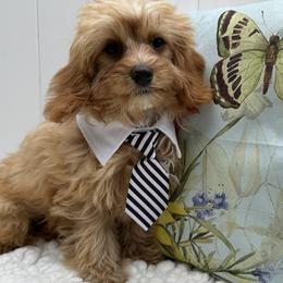 Lil Red - Red male Cavapoo puppy in Shipshewana, Indiana from Shelli's Puppies
