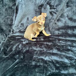 Coconut - Chocolate and tan male Chihuahua puppy in Conway, Arkansas from Kings chichis