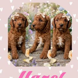 Hazel - Red female Cavapoo puppy in Chattanooga, Tennessee from Scenic City Doodles