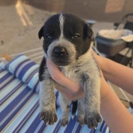 Australian Cattle Dog Puppies from Wild Sage Cattle Dogs