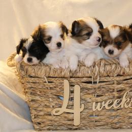 Papillon Puppies from Papillons in the Pines