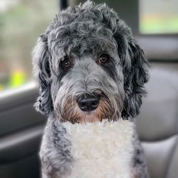 Zeke - Bernedoodle