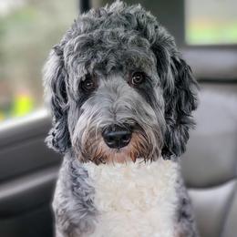 Zeke - Bernedoodle