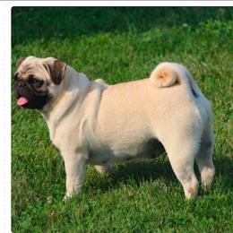 Daisy - Pug