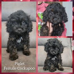 Piglet - Black and tan female Cockapoo puppy in Zanesville, Ohio from Oodles of Doodles & Poos