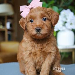 Bee - Red  female Goldendoodle puppy in Salado, Texas from Red Ranch Dogs