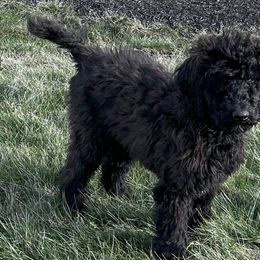 Grey - Poodle puppy from Grandview Farm