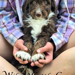Fanboy - Red tri-color male Aussiedoodle puppy in Lancaster, Minnesota from Wilson Cattle Co.