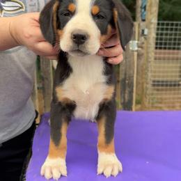Blue Boy - Black, white and red male Greater Swiss Mountain Dog puppy in Knoxville, Maryland from Dahlgren Swissys