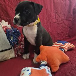 Joplin - Black female American Staffordshire Terrier puppy in Manton, Michigan from Freedom Amstaffs Legacies