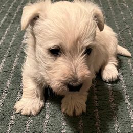 Scottish Terrier puppies from Judyz Scotties