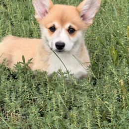 Donut - Red male Pembroke Welsh Corgi puppy in Hand County, South Dakota from Hills End Corgis
