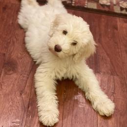 Goldendoodle Puppies from Thompson Creek Doodles