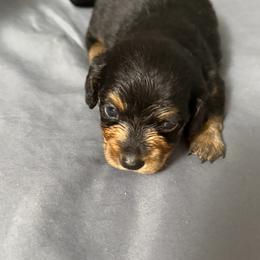 Remi - Black and cream male Dachshund puppy in Ft Dodge, Iowa from Secret Reality
