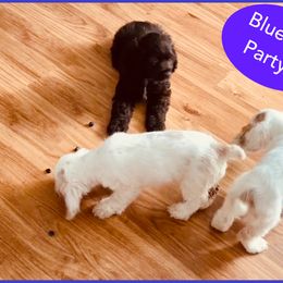 Cocker Spaniel Puppies from Angelic Cocker’s