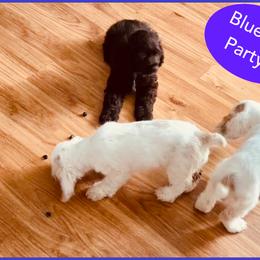 Cocker Spaniel Puppies from Angelic Cocker’s