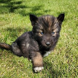 Siberian Husky Puppies from Blue Moon Siberian Husky Haven