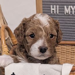 Cockapoos from Emily's Cockapoos