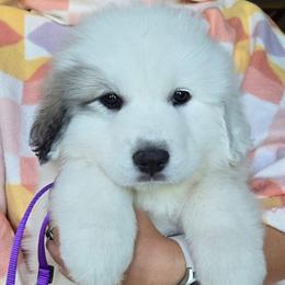 Johanna - White and badger female Great Pyrenees puppy in Antwerp, New York from Empyre Great Pyrenees