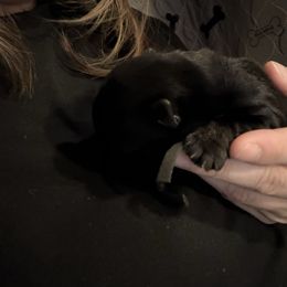 Black - Black male Scottish Terrier puppy in Lubbock, Texas from RocketST