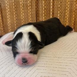 Girl 1: Black Tri, full tail - Black tri-color female Australian Shepherd puppy in St. Paul, Oregon from Raybell Ridge Farm