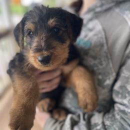 Airedale Terrier Puppies from Airedales of Myriad Ranch
