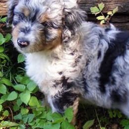 Aussiedoodles and Poodles from Element Doodles