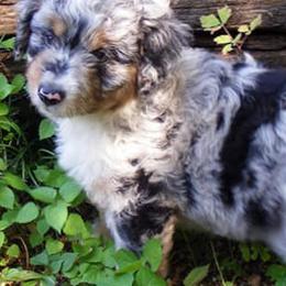 Aussiedoodles and Poodles from Element Doodles